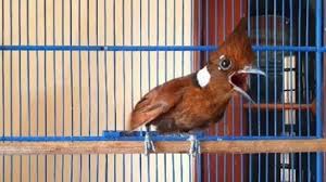 Spesial buat decu/tledekan kembang, burung ini memiliki warna bulu coklat, di mulai dari kepala di belakang leher serta sayap seekor. Galaxy Burung Home Facebook