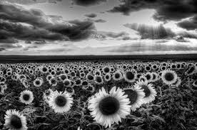 Nikon d3100 und nikon 50mm1.8 objektivthe beauty of nature in black. Nature Scenery Beautiful Black And White Nature Photography