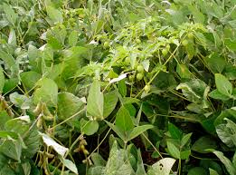 Image result for Pseudovigna