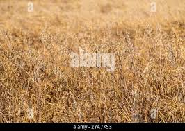 Image result for Avena byzantina