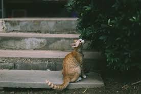If your cat comes home and will not lift his tail or it seems bent or broken. What Are The Most Common Cat Tail Injuries Canna Pet