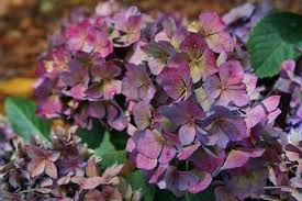 Check spelling or type a new query. Hydrangea Macrophylla Pink Elf Hydrangea Macrophylla Pink Elf Hydrangea Macrophylla Winning Edge Bigleaf Hydrangea Plant Lust