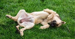 My Dog S Stomach Is Making Loud Noises Petcoach