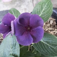 Bunga vinca juntai, taman bunga vinca, cara merawat bunga vinca yang layu, bunga vinca ungu benih bunga vinca gantung trailing xp mix haira seed bunga yang satu ini memiliki nama vinca. Jual Benih Vinca Jams Jelly Blueberry Tegak 15 Biji Non Retail Bibitbunga Com