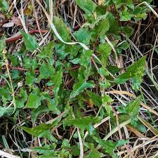Image result for Rumex sagittatus
