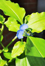 Image result for Commelina benghalensis