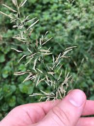 Image result for Eragrostis chapelieri