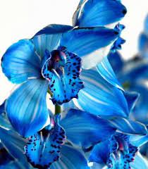 Dark Blue Orchids Dark Blue Orchids Blue Cymbidium Orchid Cymbidium Orchids Care Unusual Flowers Orchid Images