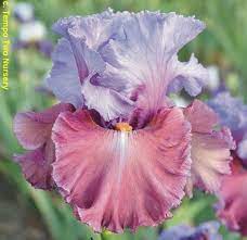 Pin On Flowers
