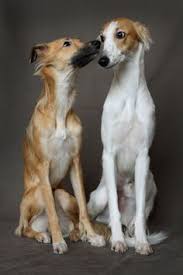 Longhaired Whippet I Didn T Know That Whippets Can Have Long Hair They Look Like Mini Salukis I Love Them Dogs Whippet Dog Whippet