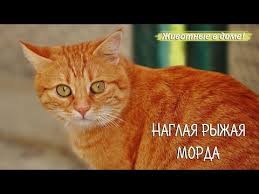 youtube cats orange cats cat behavior