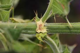 Image result for Acanthus polystachyus