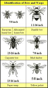 Bee And Wasp Identity Chart