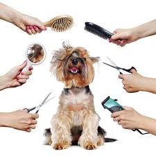 One of the best grooming place in markham. Puppy Love Dog Grooming Home Facebook