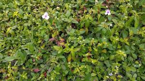 Image result for Heterotis rotundifolia
