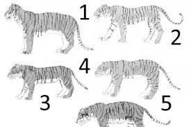 The Tiger Subspecies Revised 2017 Scientific American