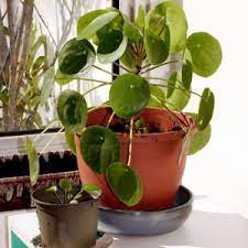 Positioning your plant beside a radiator or on a draughty windowsill should be. 20 Low Light Indoor Plants In India Plantdecors Blog