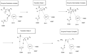 Inhibitorii specifici ai enzimei de conversie. Enzima De Conversie A Angiotensinei Wikipedia