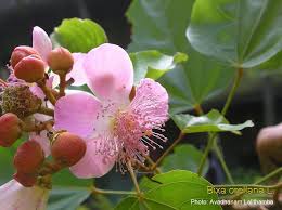 Image result for Bixaceae