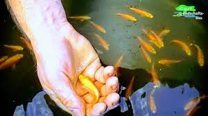 However, it's not feasible for an owner to house and care for so many fish. Baby Koi Hatching In Natural Pond Yamabuki Ogon Fry Kingfisher Heron Spawn Keeping Net Breeding Youtube