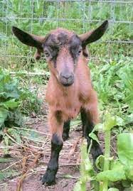 Goat Wattles Farm Animals Dairy Goats Goats