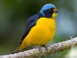 Image result for Eulophia arenicola