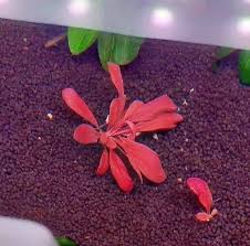 Image result for Samolus