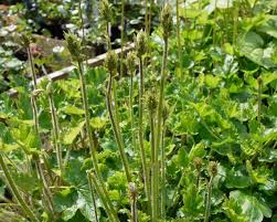 Image result for Heuchera cylindrica Greenfinch