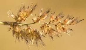 Image result for Enneapogon cenchroides