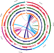 Image result for Cyamopsis serrata