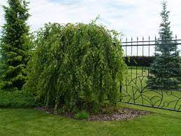 6,396 likes · 10 talking about this. Pokok Hiasan Untuk Taman Nama Penerangan Dan Gambar Pohon Yang Paling Indah Untuk Reka Bentuk Landskap