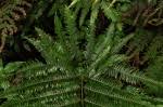 Image result for Pteris friesii