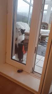 If you're trapped in the cycle of letting your cat in when it scratches, you'll need to stop giving in. Scratching Glass Cute Kitten Pics Cats Pets Cats