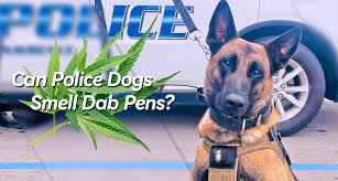 Can You Get Your Weed Stash Past A Drug-Sniffing Dog? - Cannaconnection