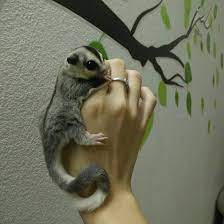 Find almost anything for sale in malaysia on mudah.my, malaysia's largest marketplace. Sugar Glider Malaysia Home Facebook