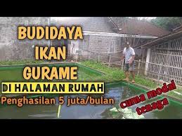 Pin On Ikan