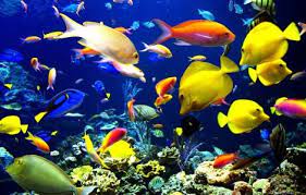 En plus des fonds d'ecran animes, toochattoo vous propose à présent de télécharger un screensaver gratuit. Fonds D Ecran Animes Gratuits Aquarium Fonds D Ecran Gratuits Anime Gratuit Ecran Anime Fond D Ecran Anime Gratuit