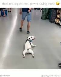 Pin By Laurie Christian On Funny Dog Memes Video Funny Animal Videos Funny Animals Funny Dog Videos