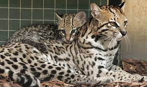 To get the latest on pet adoption and pet care, sign up to hear from us. Exotic Pets Sold Online Are Not The Perfect Gift This Christmas Nature News Express Co Uk