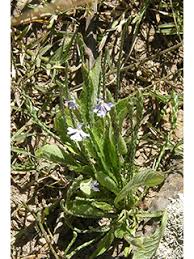 Image result for Elytraria