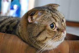 ねこ cat おしゃれまとめの人気アイデア pinterest ゆきざうるす 猫 画像 猫 ネコジルシ