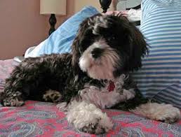 Shih Tzu Terrier Mix Black And Brown Ttoodle Tibetan Terrier And Poodle Mix Poodle Mix Breeds Poodle Mix Tibetan Terrier