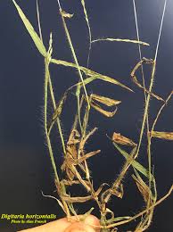 Image result for Digitaria diagonalis