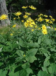 Image result for Blepharispermum pubescens