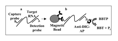 Linearized plasmid dna, and pcr products that contain an rna polymerase promoter site can be used as templates for in vitro transcription with mmessage. Sandwich Hybridisation Assay For Quantitative Detection Of Yeast Rnas In Crude Cell Lysates Microbial Cell Factories Full Text