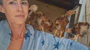 My boy big black is unfortunately time to be rehomed, as he has just  started crowing 😭 Whitey, won't be far behind but is a few weeks younger.  PICKUP Baldivis 🥹