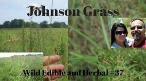 Johnson Grass Sorghum Halepense Wild Edible And Herbal Plants 37 Wild Edibles Herbal Plants Herbalism