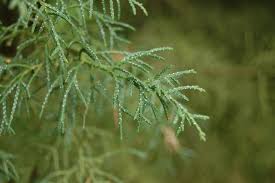 Image result for Cupressus arizonica