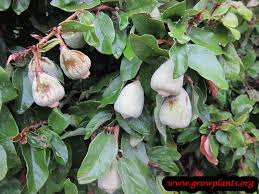 Image result for ficus pumila