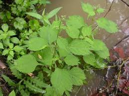 Image result for Isodon